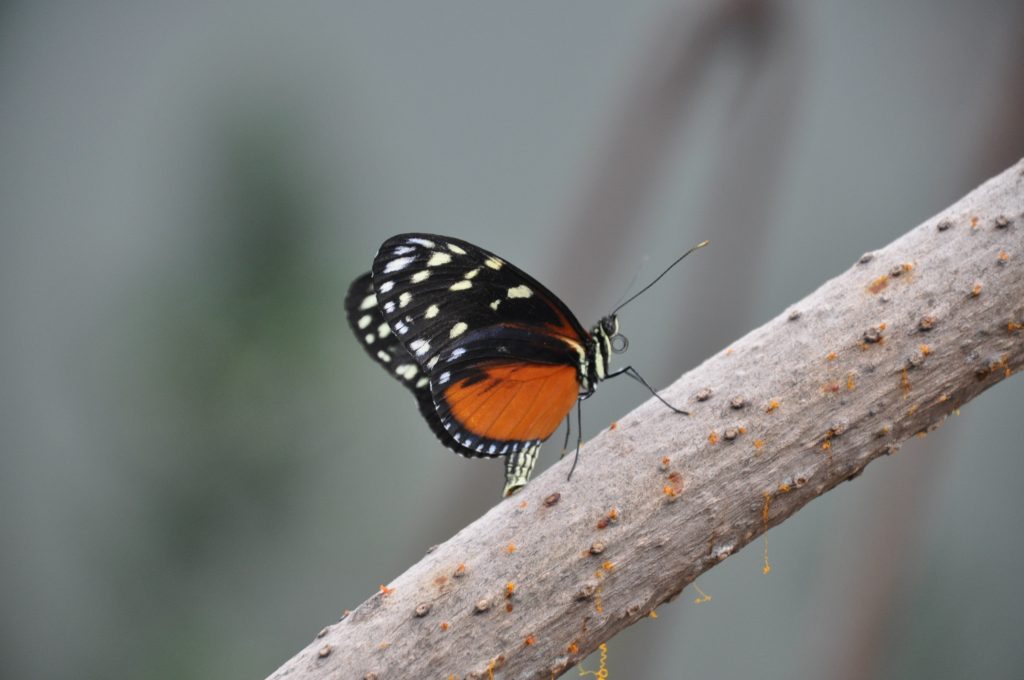 burgers zoo