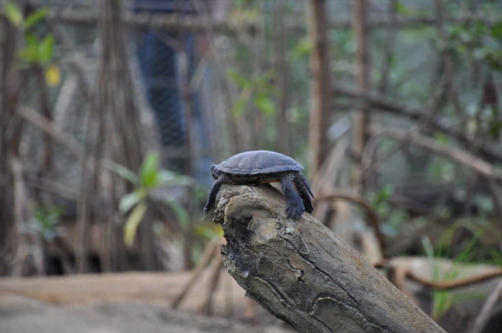 burgers zoo