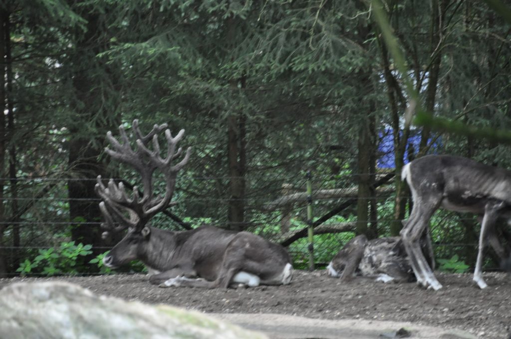 burgers zoo