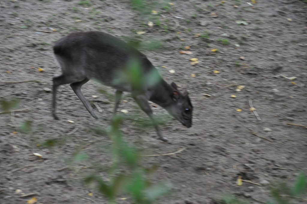 burgers zoo