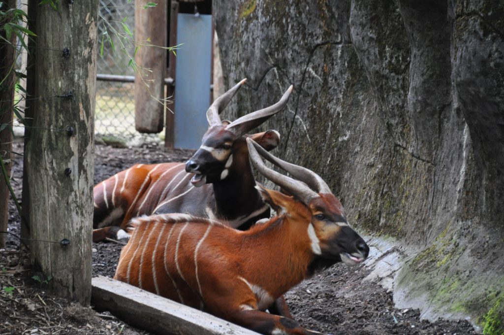burgers zoo