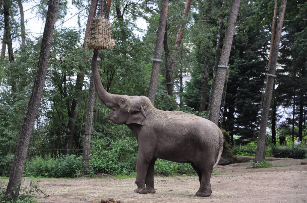 burgers zoo