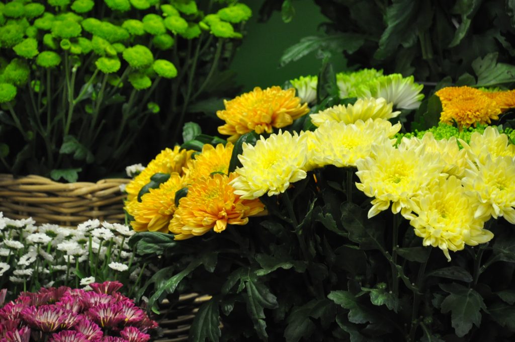 bloemstuk maken met chrystanten