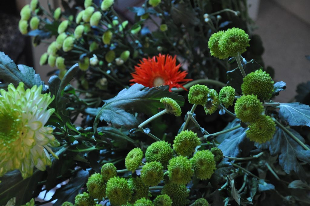 chrysanten thuis