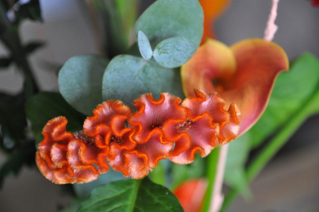 bloemen van greetz