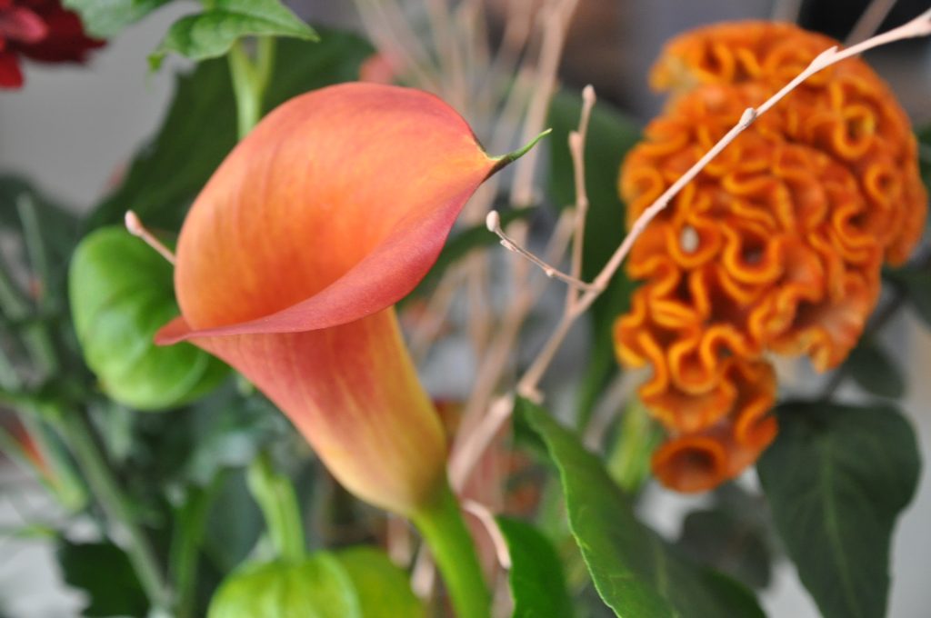 bloemen van greetz