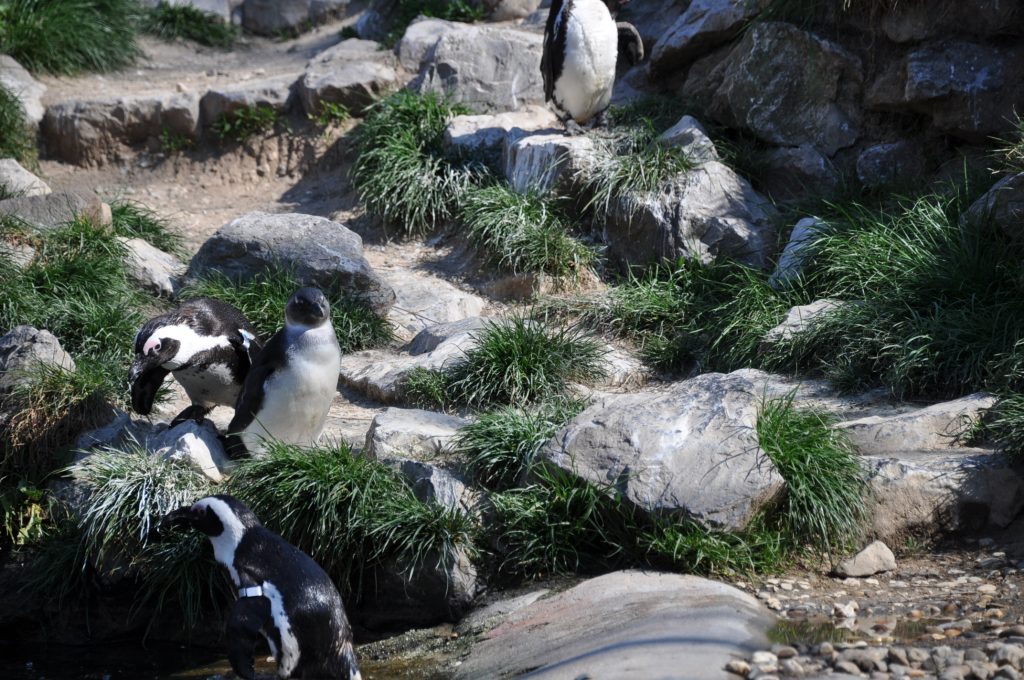 dagje burgers zoo