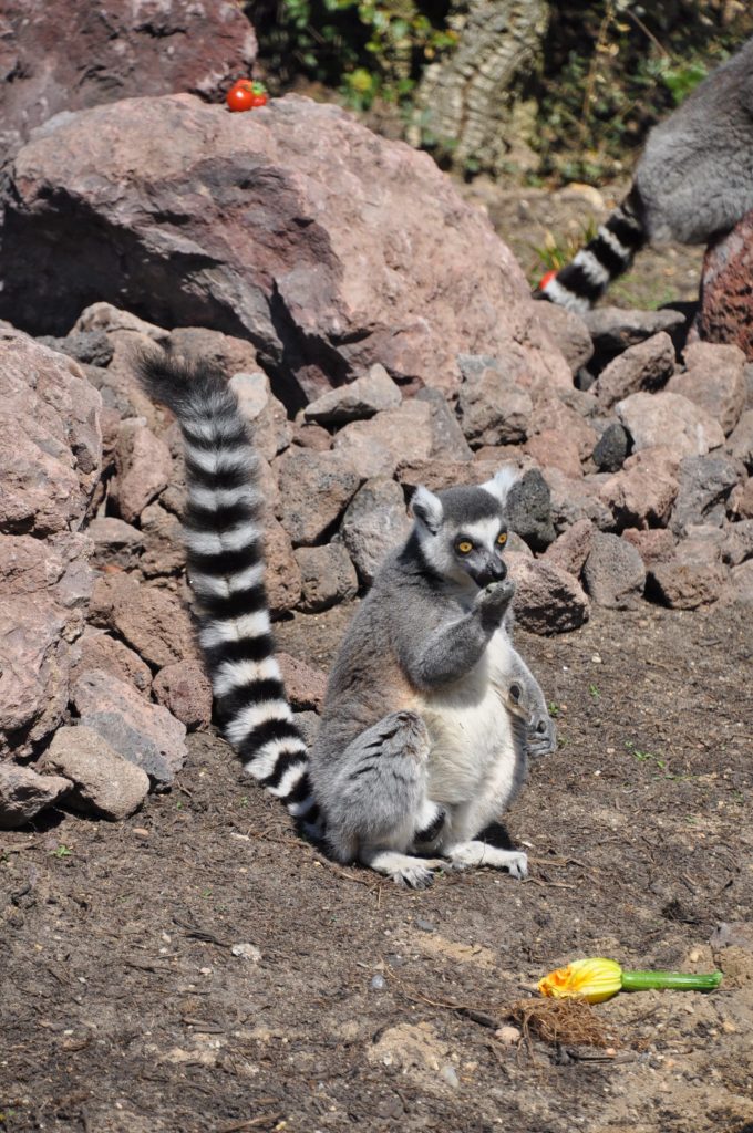 dagje burgers zoo