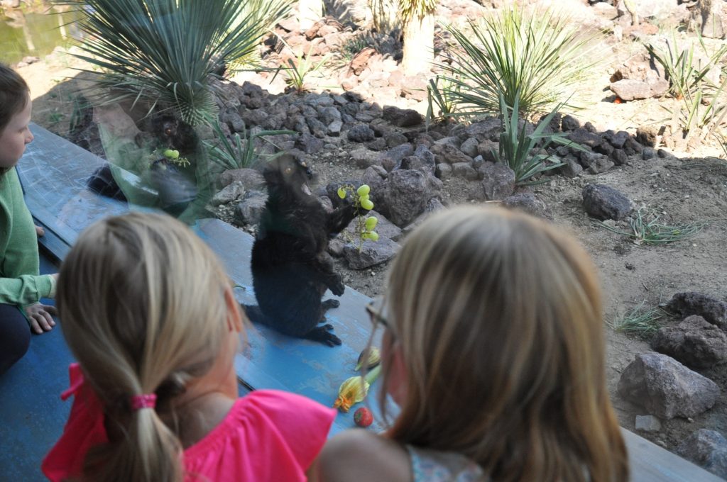 dagje burgers zoo