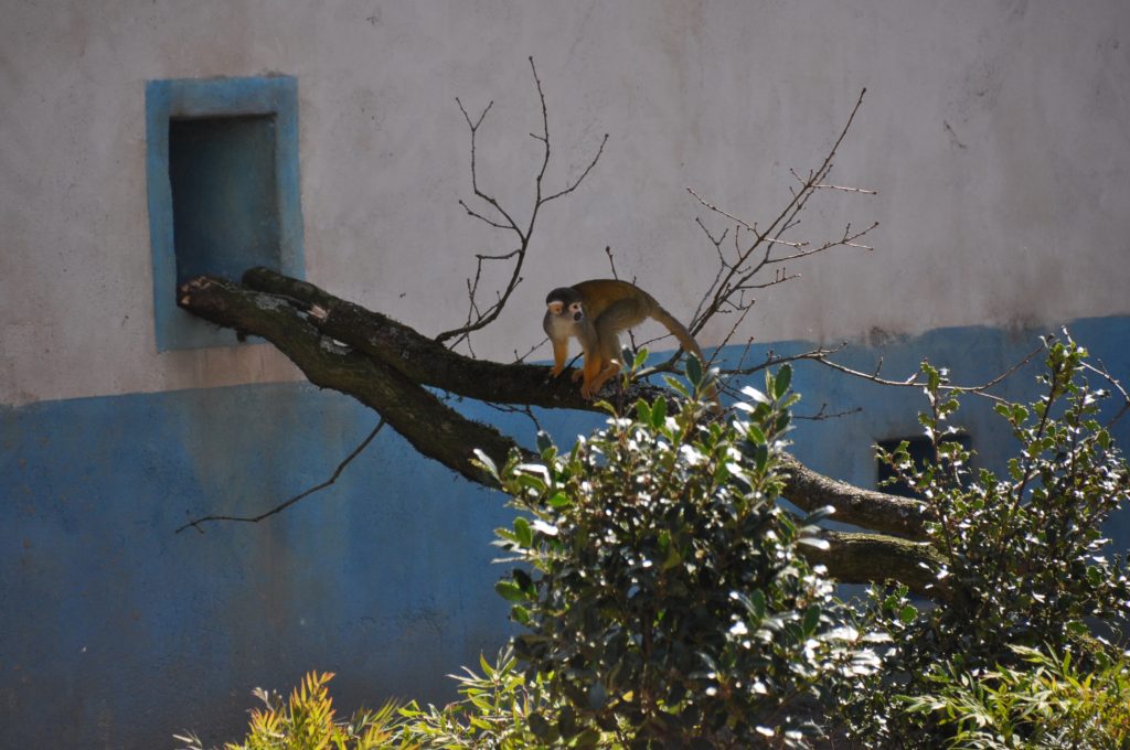 dagje burgers zoo