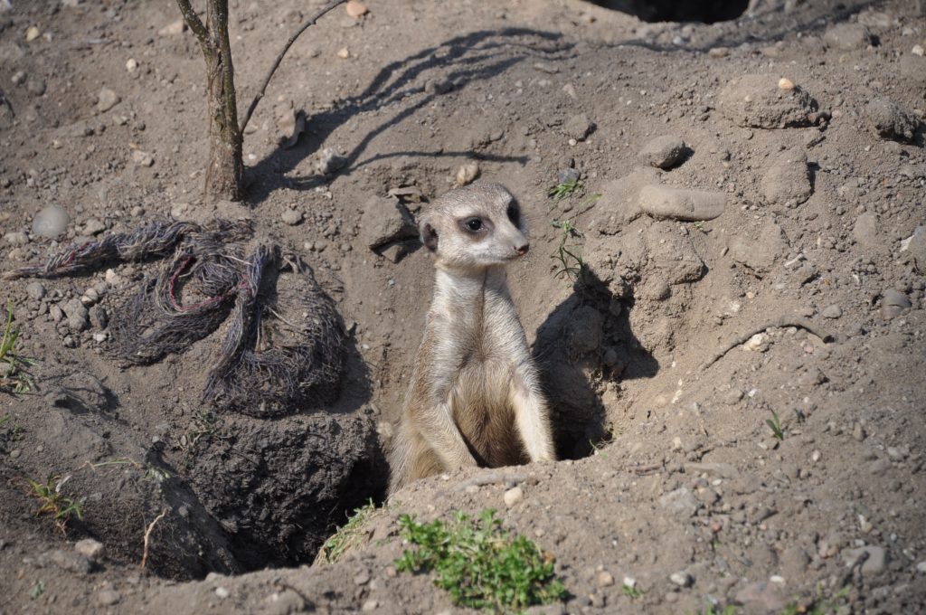 dagje burgers zoo