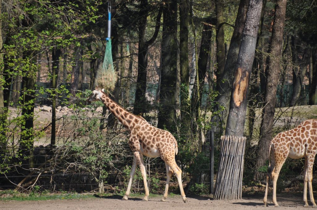 dagje burgers zoo