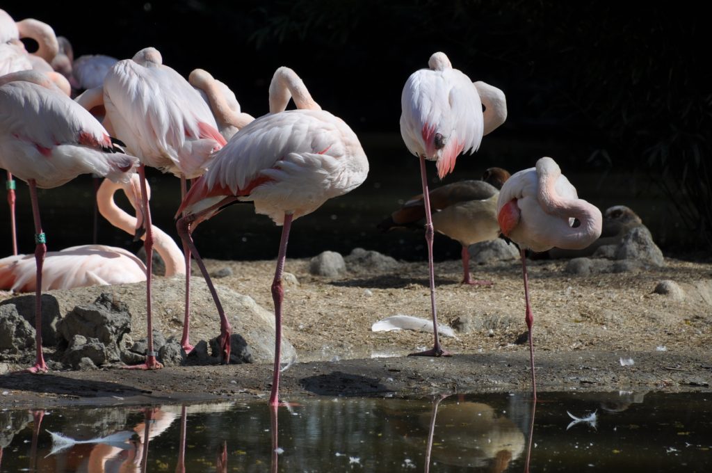 dagje burgers zoo