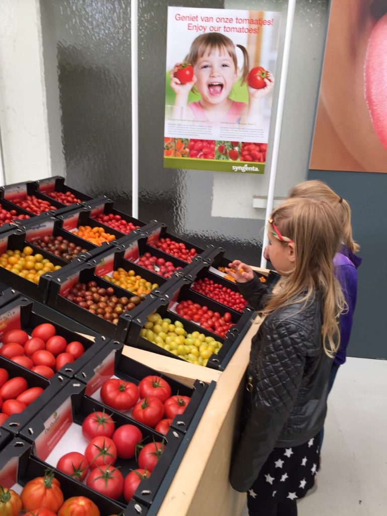 in de tomaten kas