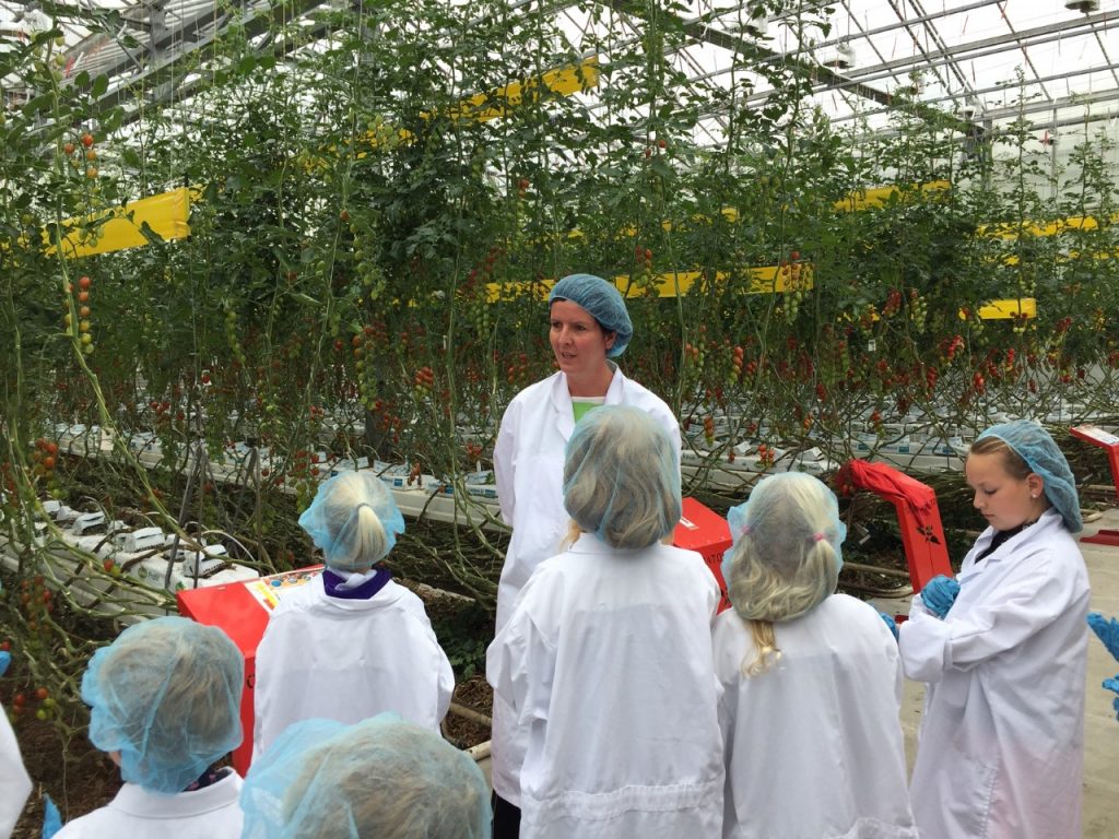 in de tomaten kas