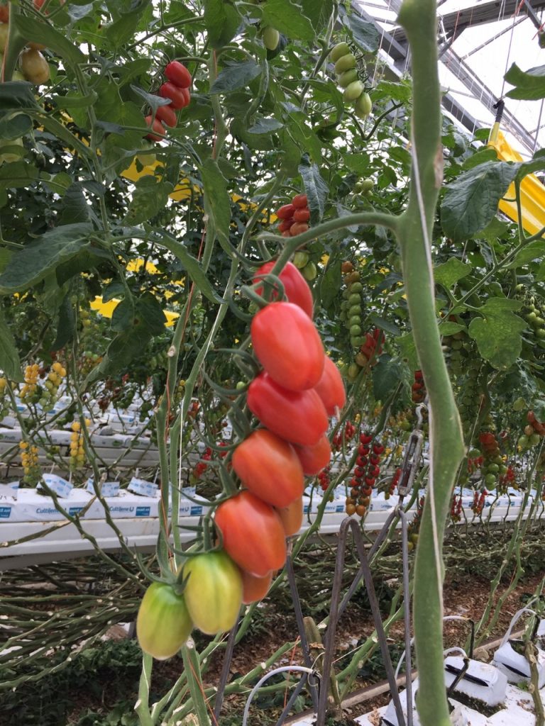 in de tomaten kas