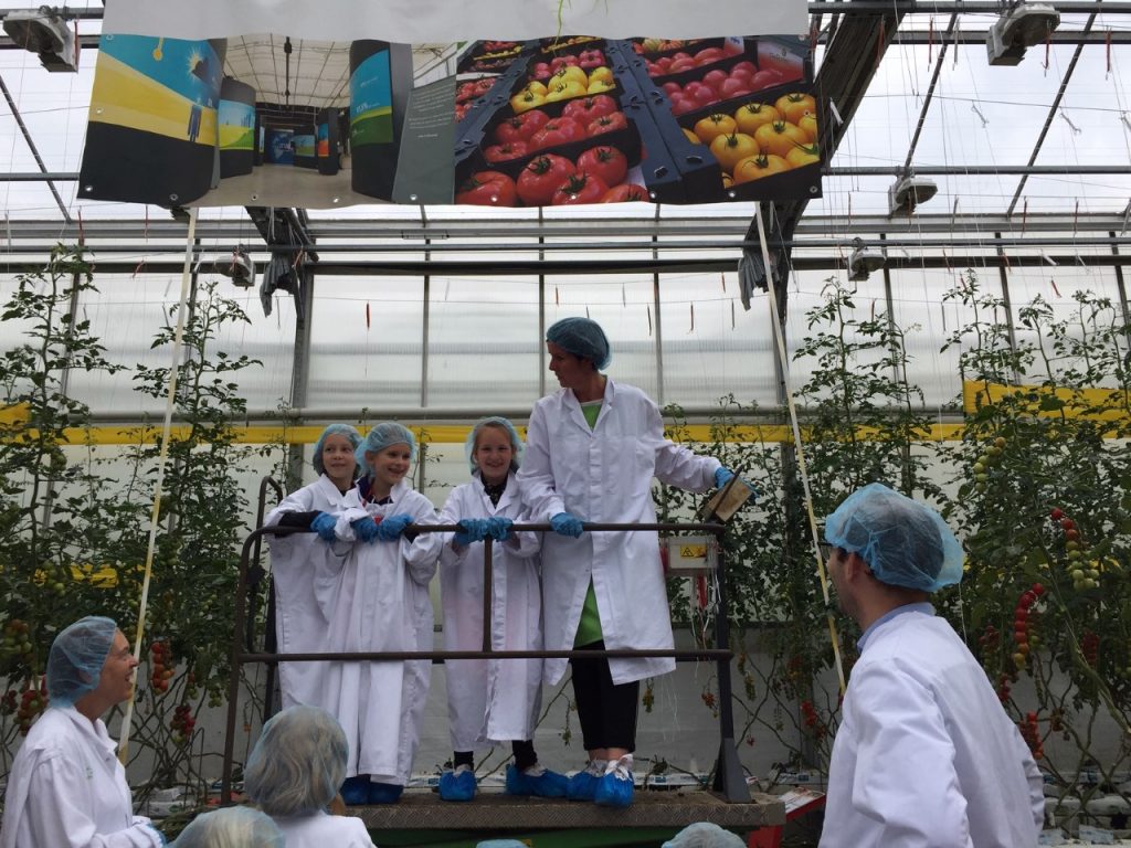 in de tomaten kas