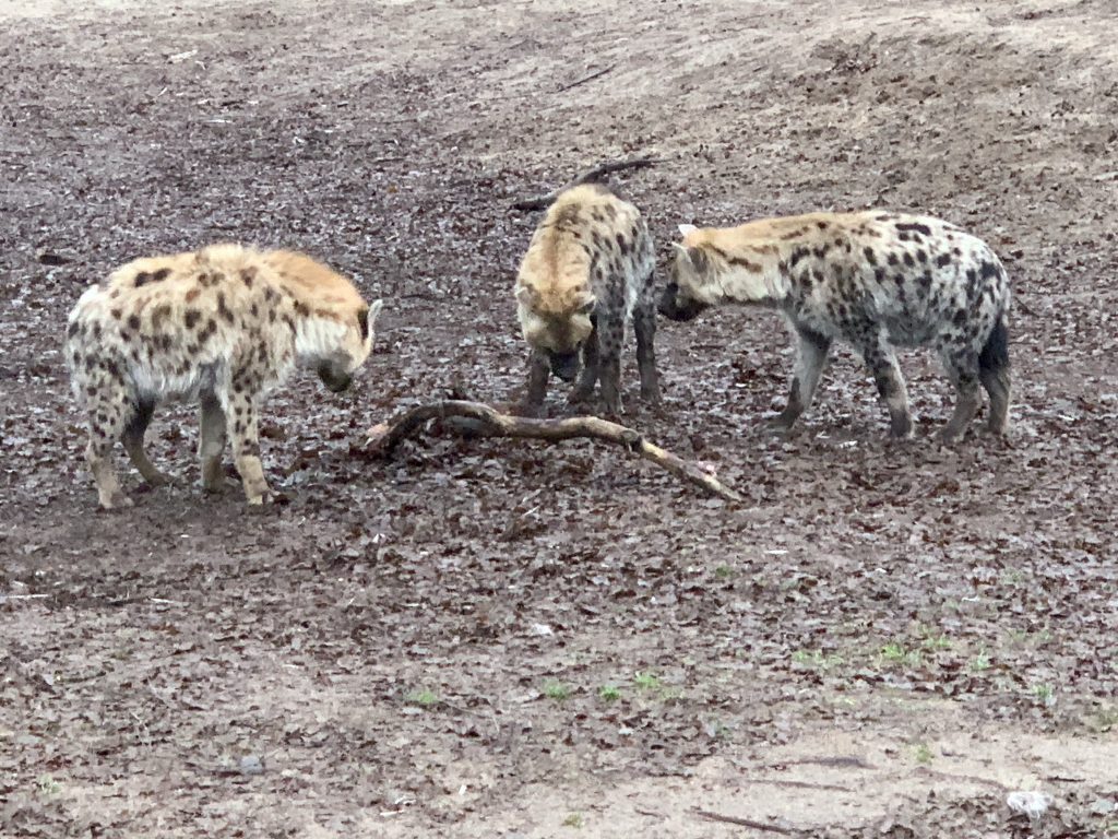 winter safaripark beekse bergen