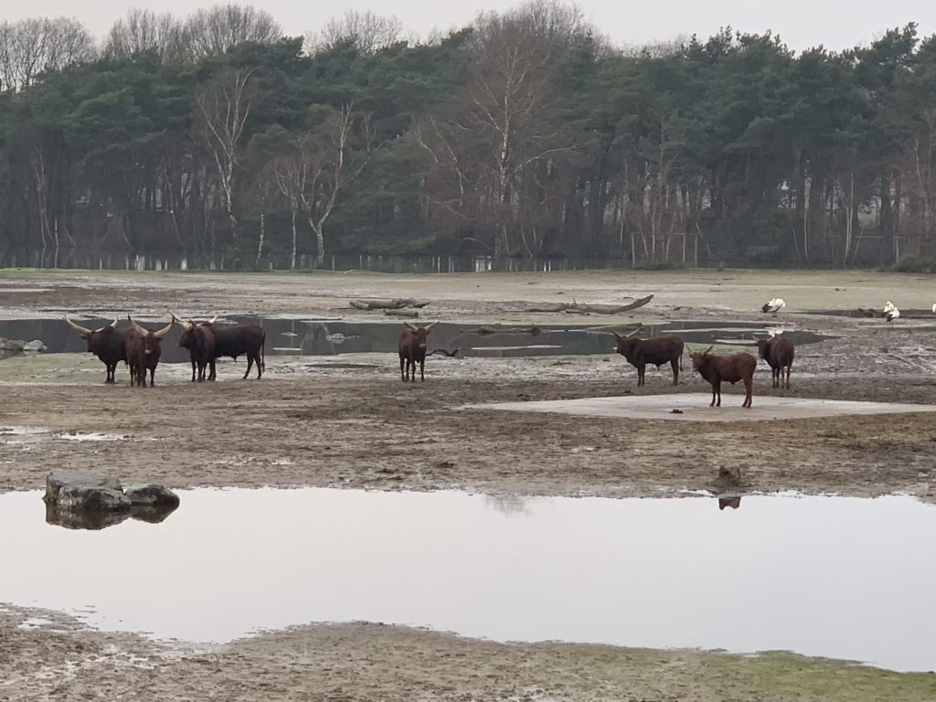 winter safaripark beekse bergen