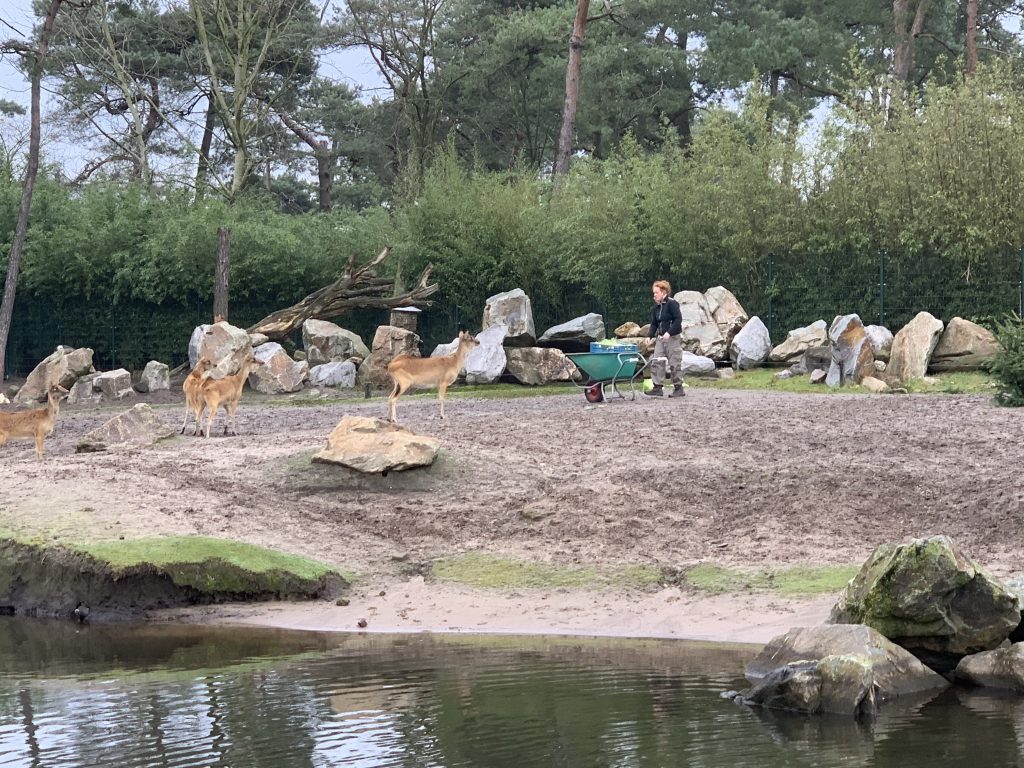 winter safaripark beekse bergen