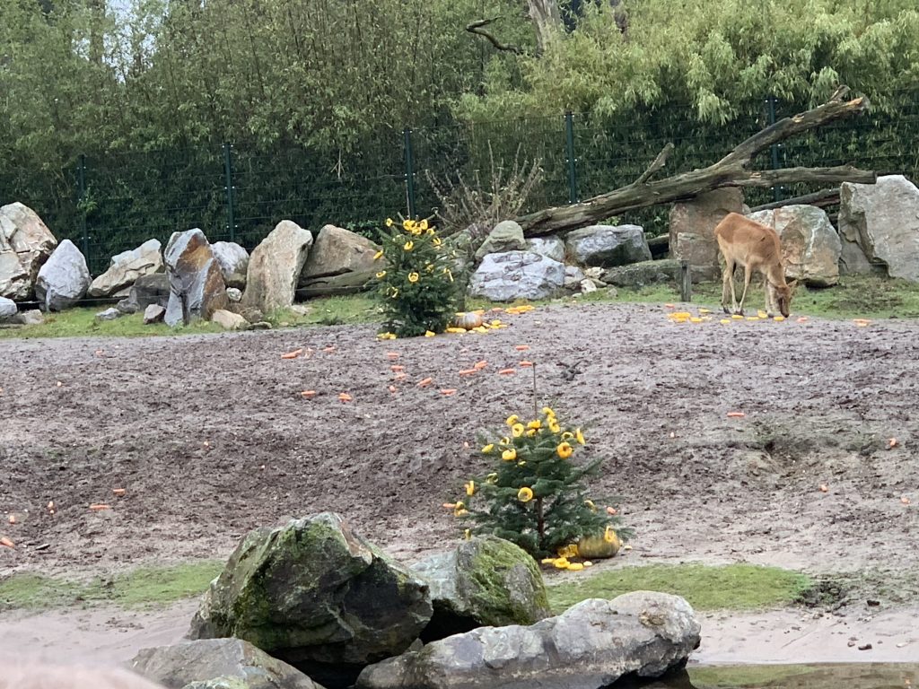 winter safaripark beekse bergen