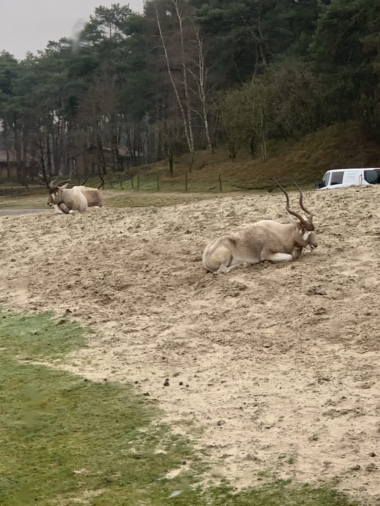 winter safaripark beekse bergen
