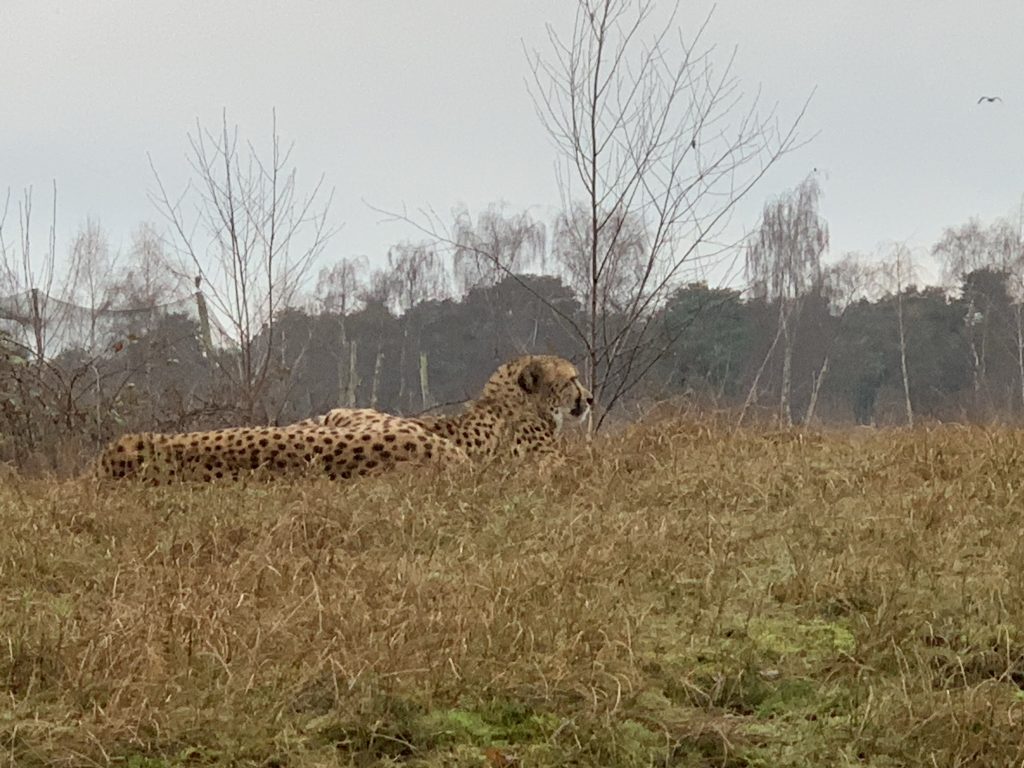 winter safaripark beekse bergen