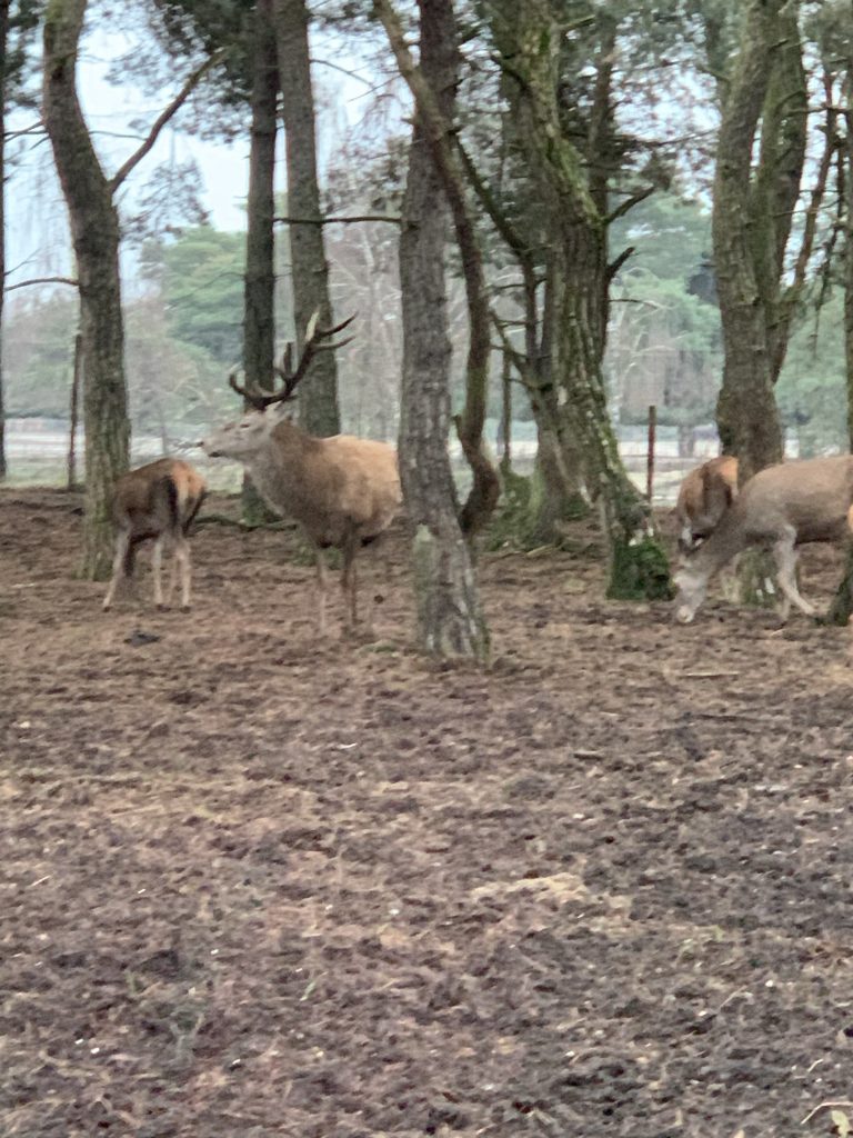winter safaripark beekse bergen