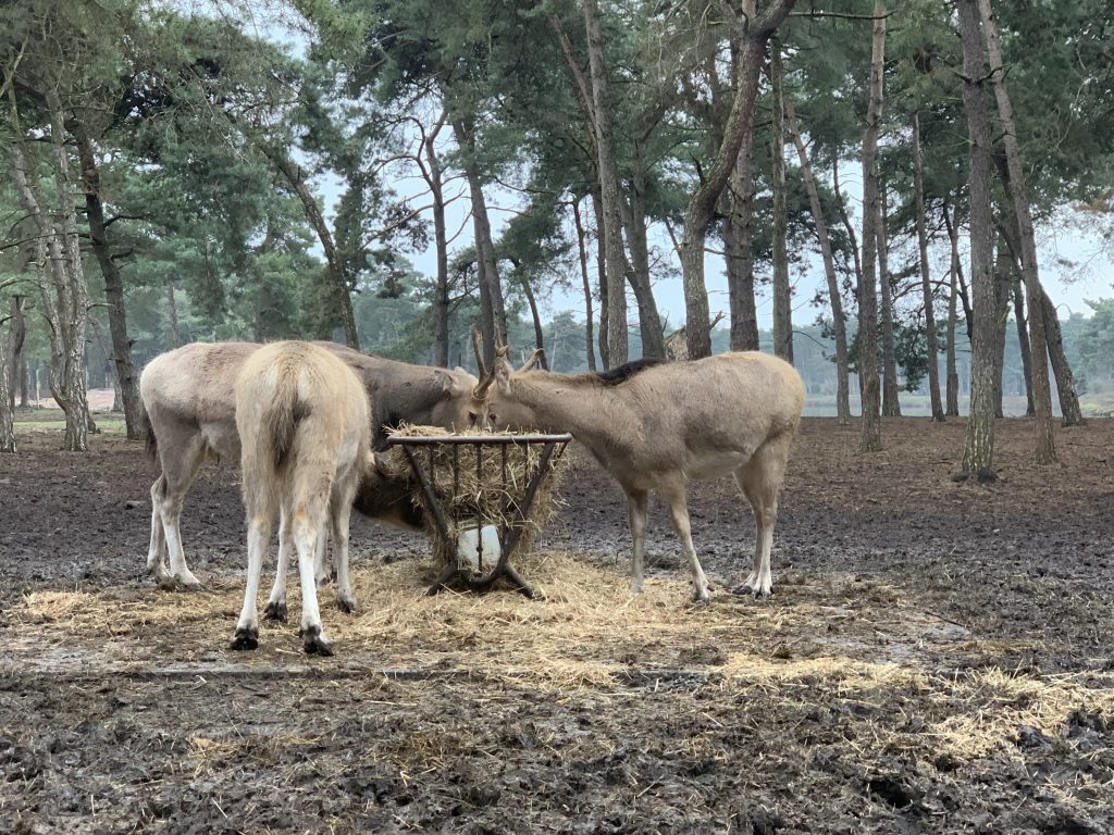 winter safaripark beekse bergen