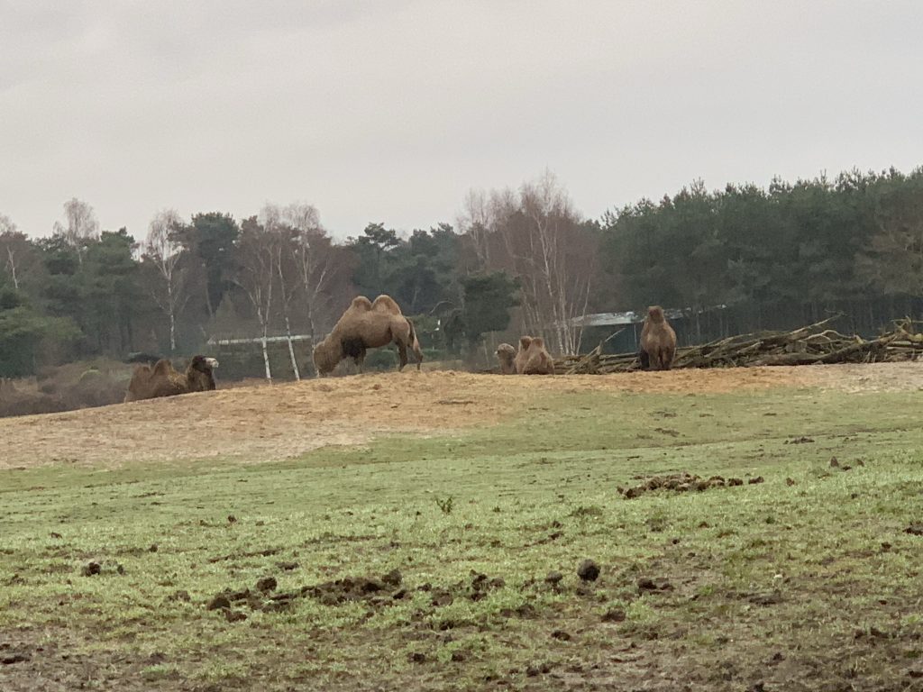 winter safaripark beekse bergen