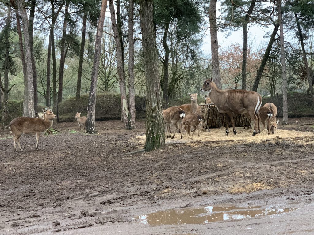 winter safaripark beekse bergen