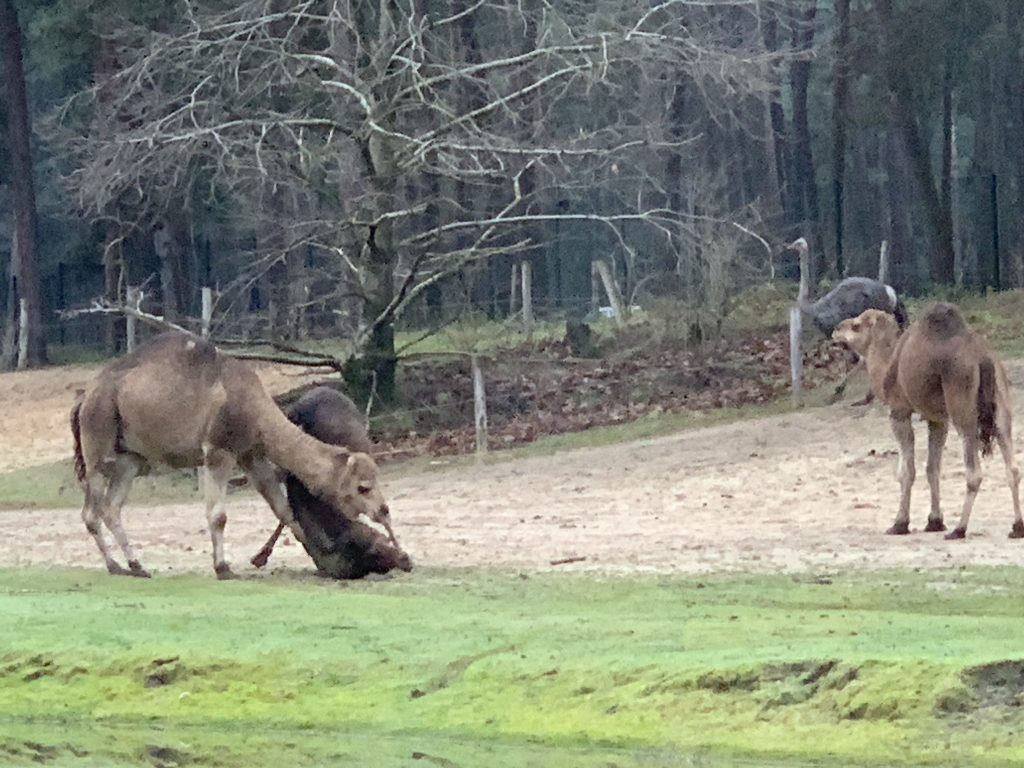 winter safaripark beekse bergen