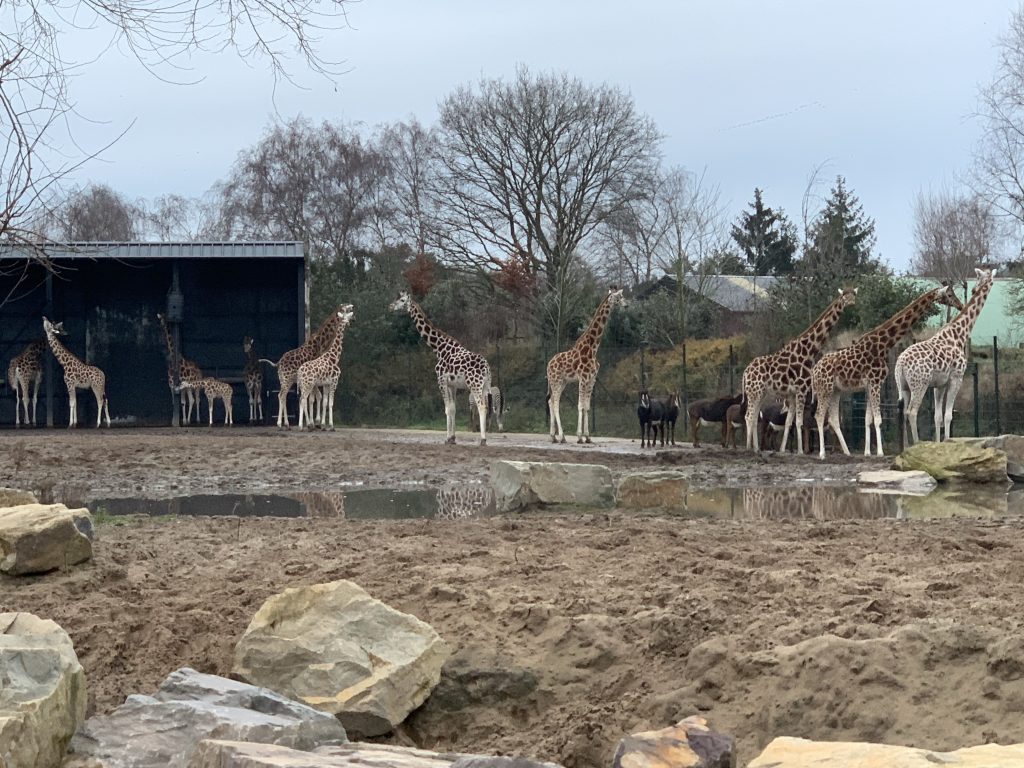 winter safaripark beekse bergen