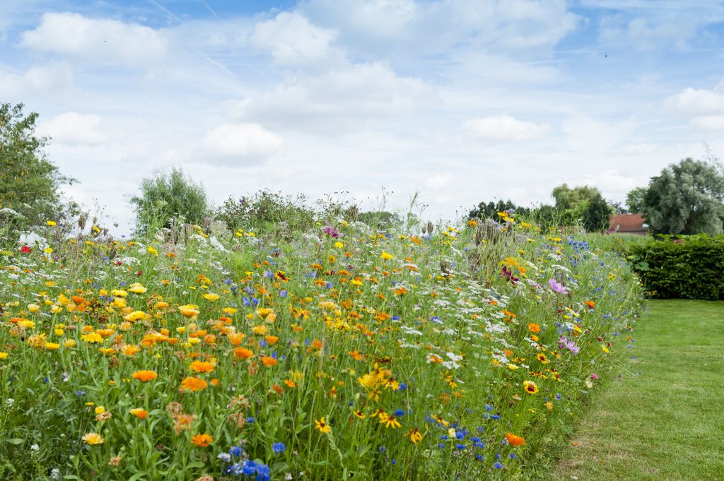 bloemenzee