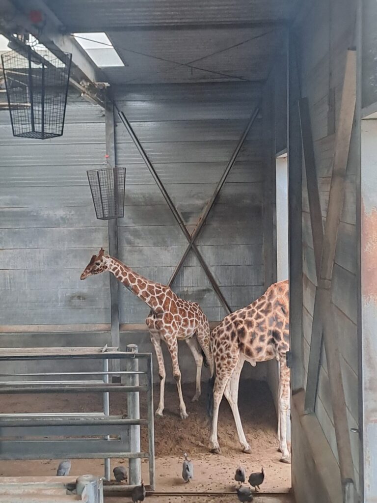 dierenpark amersfoort wildlife weken