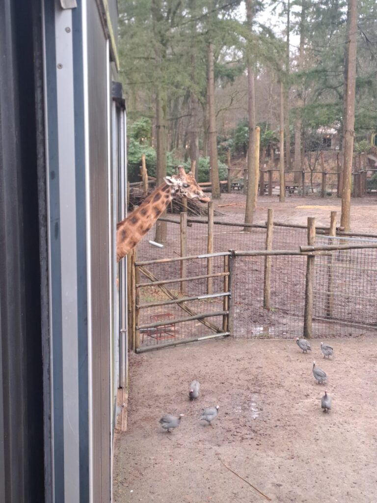 dierenpark amersfoort wildlife weken