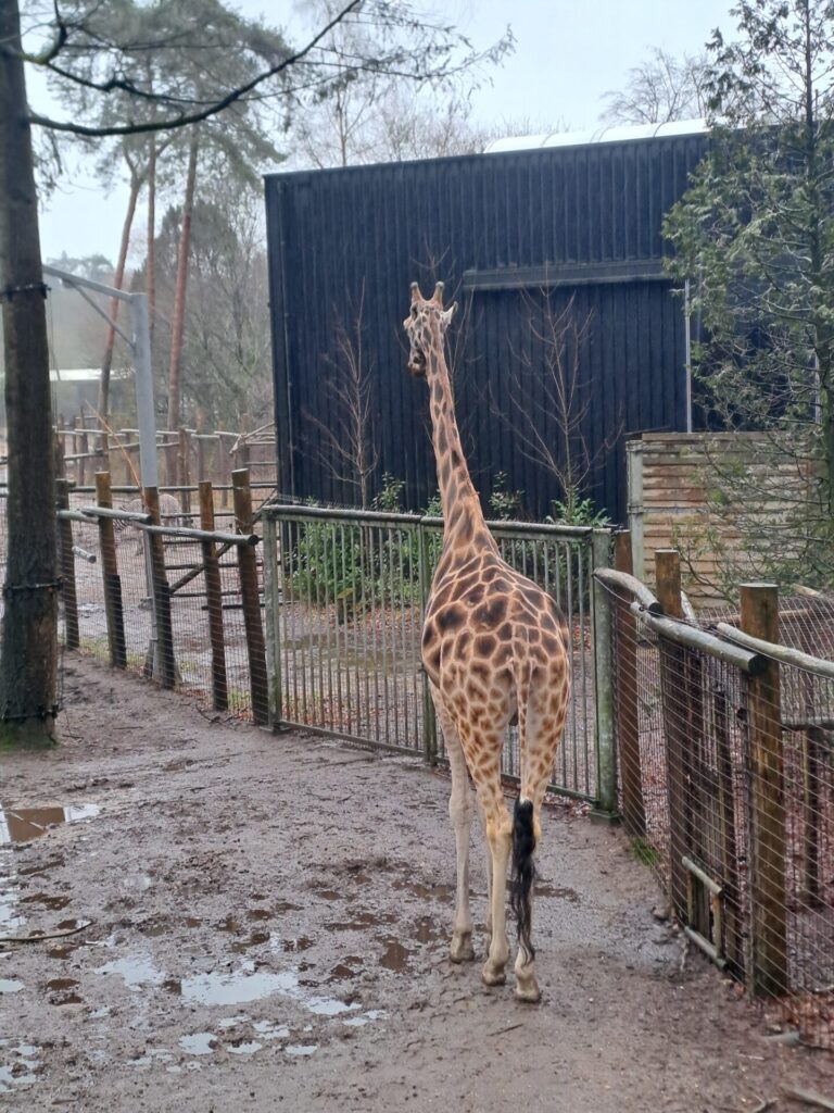 dierenpark amersfoort wildlife weken