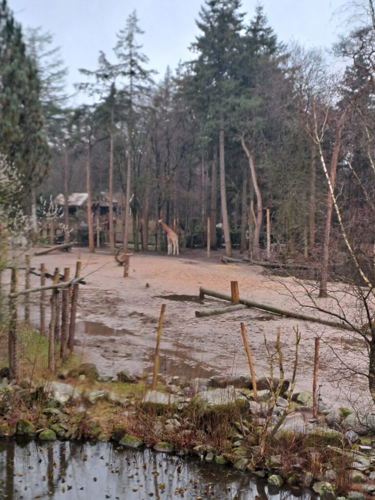 dierenpark amersfoort wildlife weken